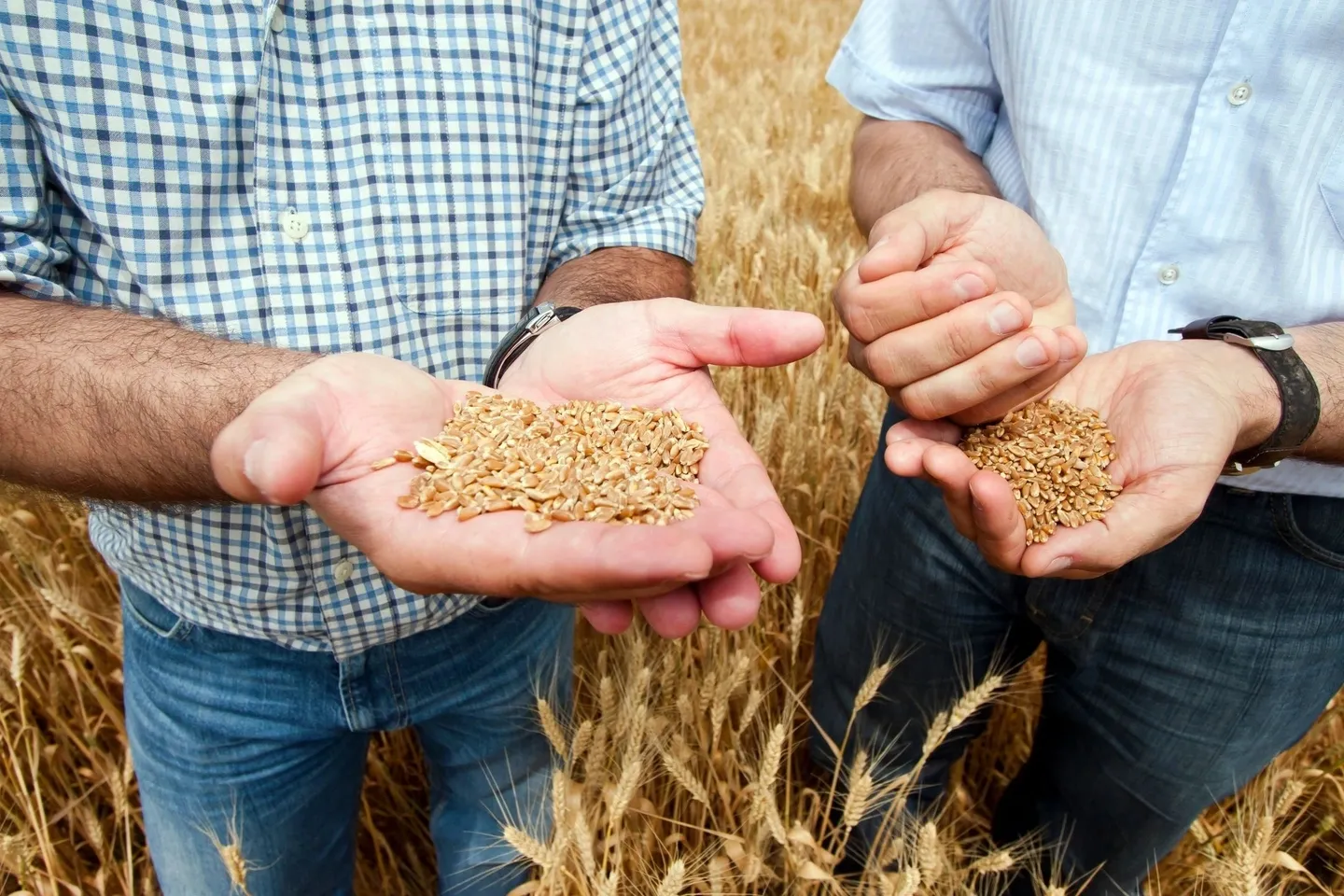 Two men holding out their hands in a field of wheat.